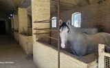 میبد، مهد پرورش نژادهای اصیل اسب داخلی و وارداتی میبد، مهد پرورش نژادهای اصیل اسب داخلی و وارداتی