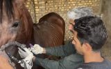 پایان طرح خونگیری از ۶۵ راس اسب جهت پایش بیماری مشمشه در شهرستان بافق