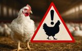 بیماری آنفلوآنزای فوق حاد پرندگان در کمین است