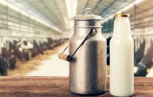 مهریز؛ قطب تولید شیر در استان یزد