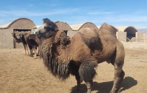 تداوم اجرای طرح اصلاح نژاد شتر در شهرستان بهاباد با خرید یک نفر شتر لوک دوکوهانه