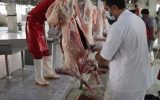 سلامت بیش از هزار و هشتصد راس دام در روز عید قربان تامین شد