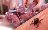 تب خونریزی‌دهنده کریمه کنگو قابل پیشگیری است